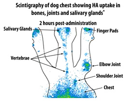 Scintigraphy of dog chest  showing Hyaluronic Acid uptake in bones, joints and salivary glands