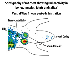 Scintigraphy of rat chest  showing HA uptake in bones, joints and salivary glands